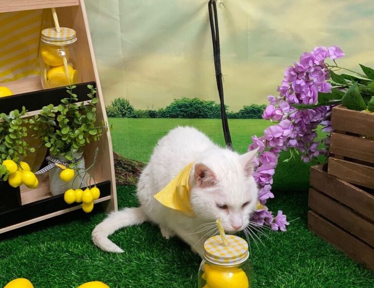 can i run widdeadvi games