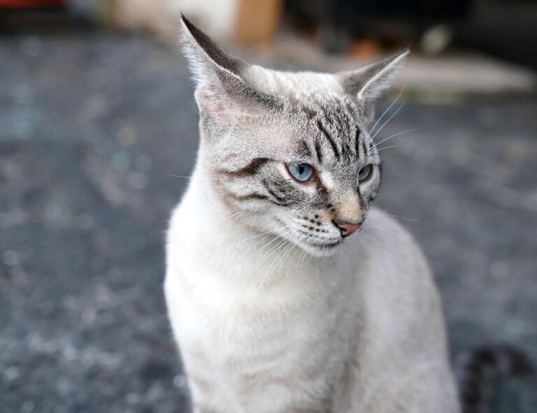 is obernaft for free