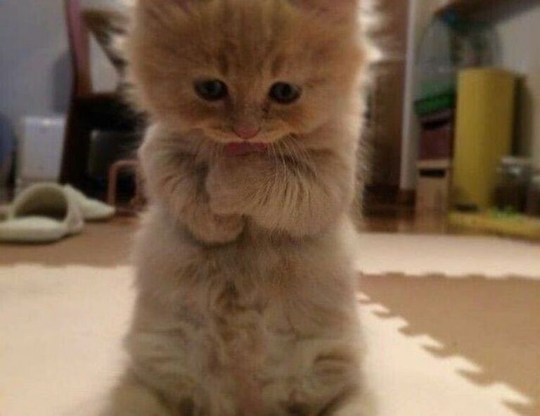 when the zhimbom game updated