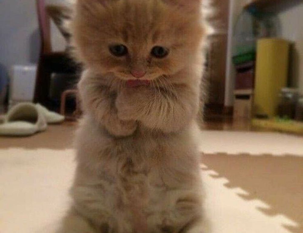 when the zhimbom game updated