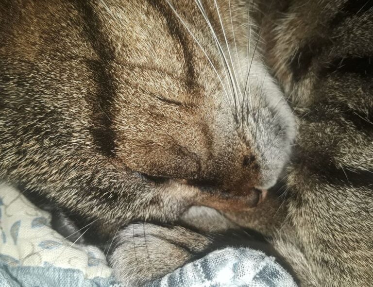 why can't i play game playonit55