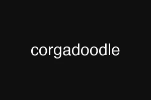 corgadoodle